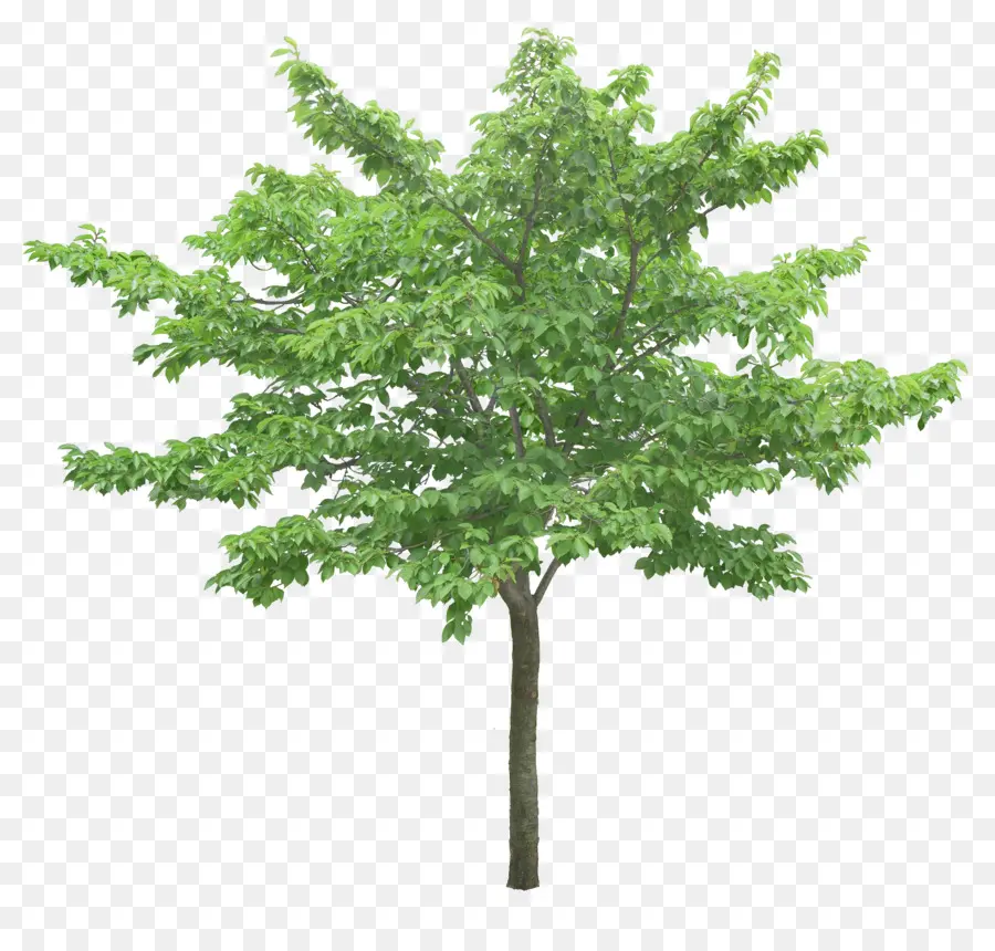 Ağaç，Ginkgo Biloba PNG