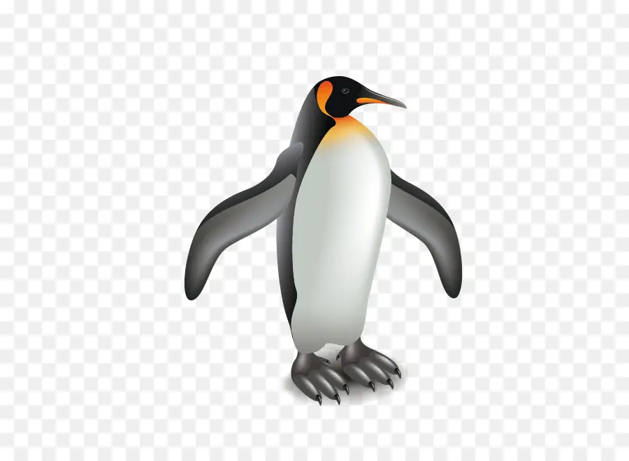 Penguen，Kuş PNG