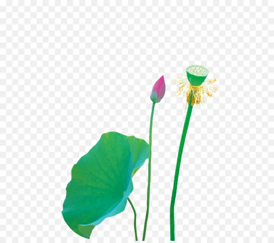 Lotus，Yeşil Yaprak PNG