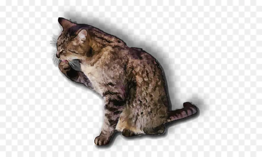 Kedi，Evcil Hayvan PNG