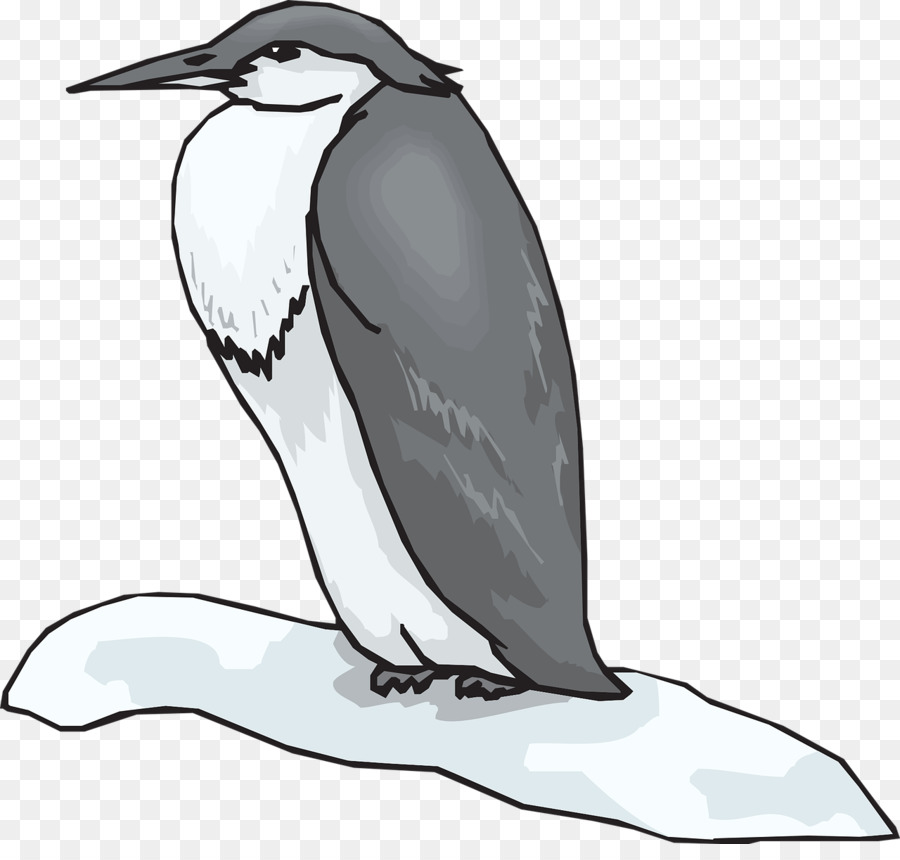Penguen，Kuş PNG