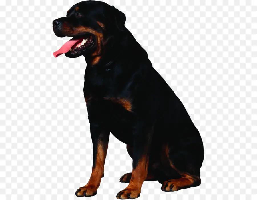 Rottweiler，Dogue De Bordeaux PNG