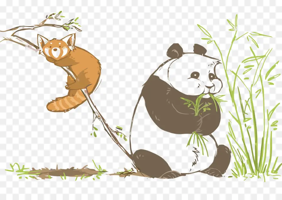 Panda Ve Kırmızı Panda，Bambu PNG