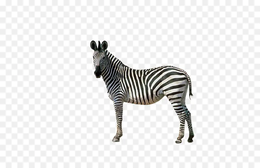 Zürafa Zebra Melezi，Uzun PNG