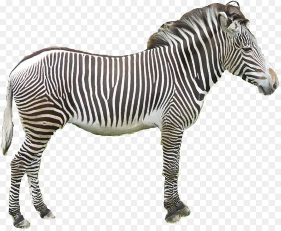 Zebra，Çizgili PNG