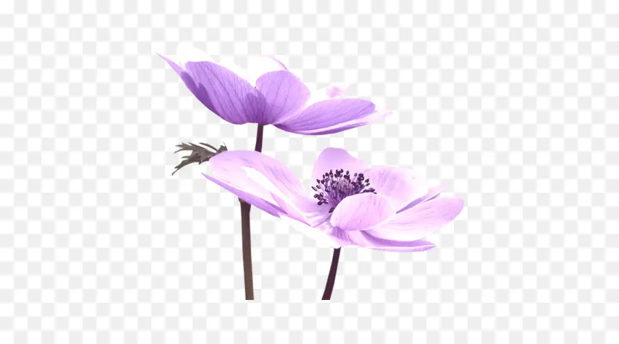 Mor，çiçek PNG