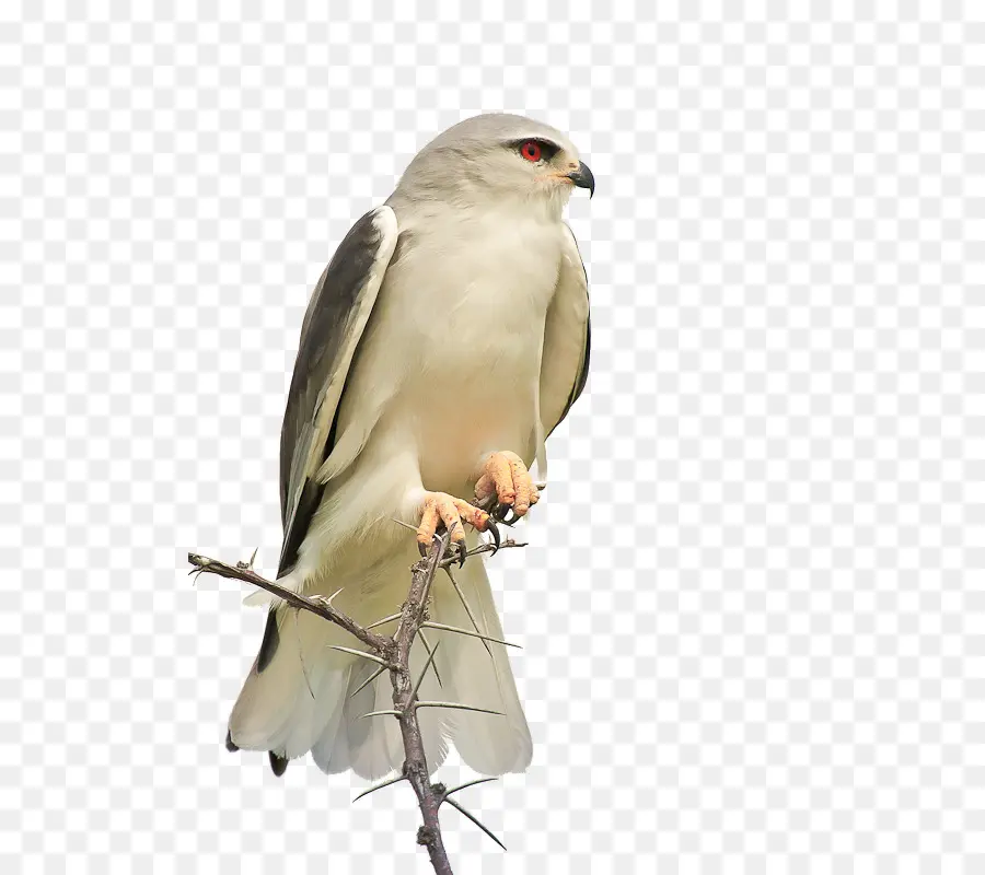 Kuş，Şahin PNG