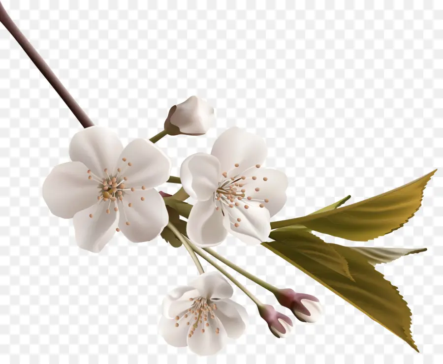 Beyaz，çiçek PNG