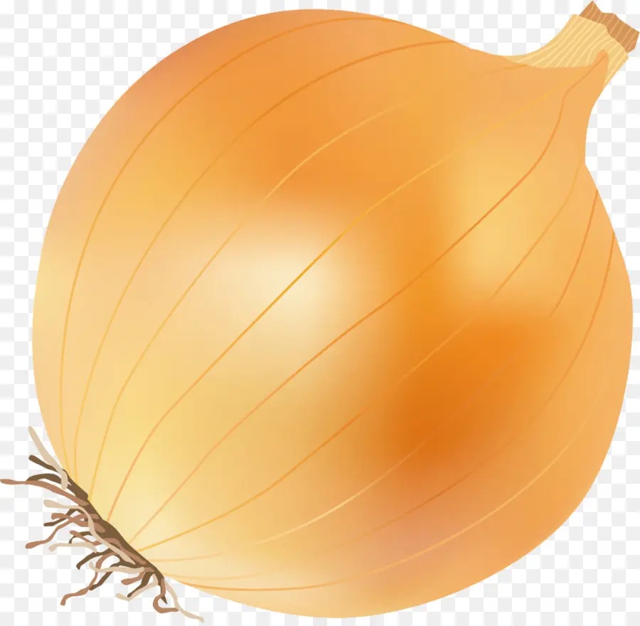 Sarı Soğan，Calabaza PNG
