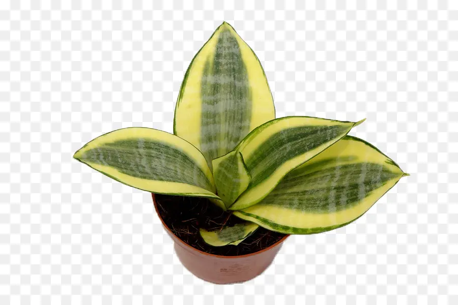 Vipers Bowstring Kenevir，Sansevieria Cylindrica PNG
