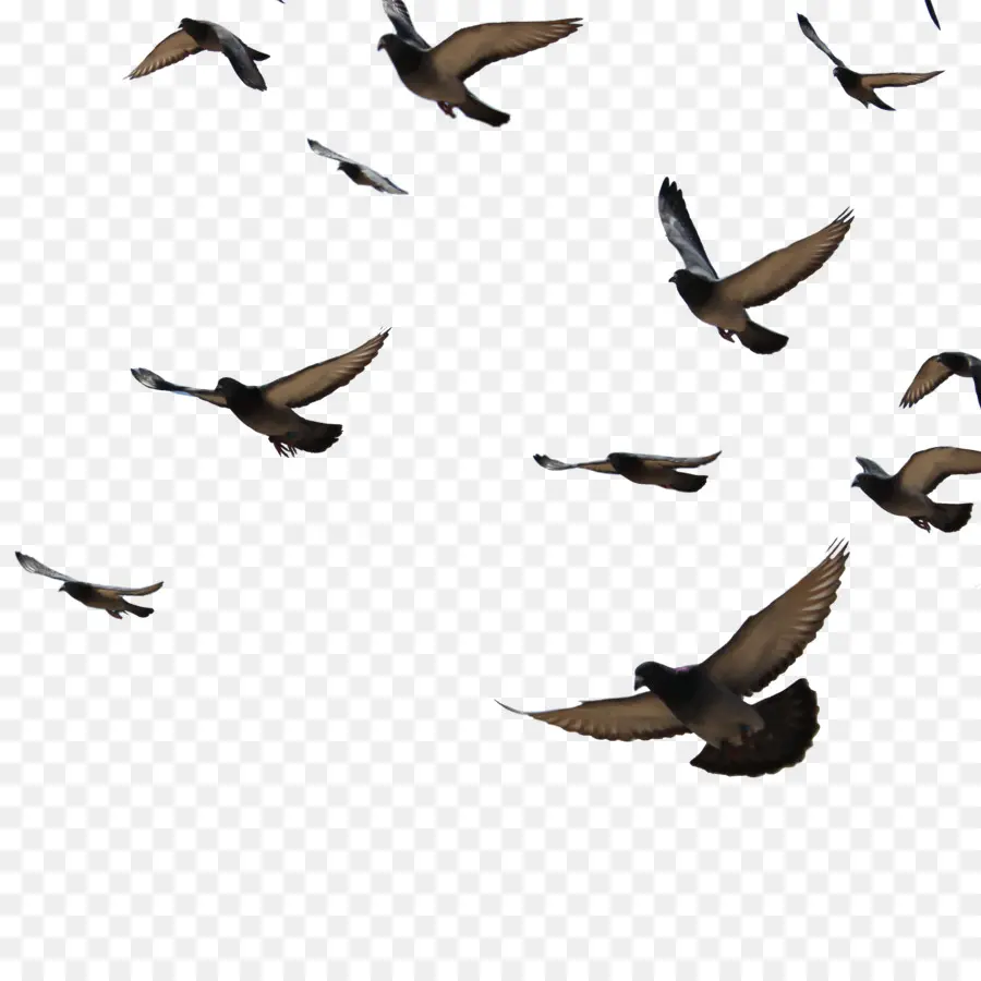 Kuş，Columbidae PNG