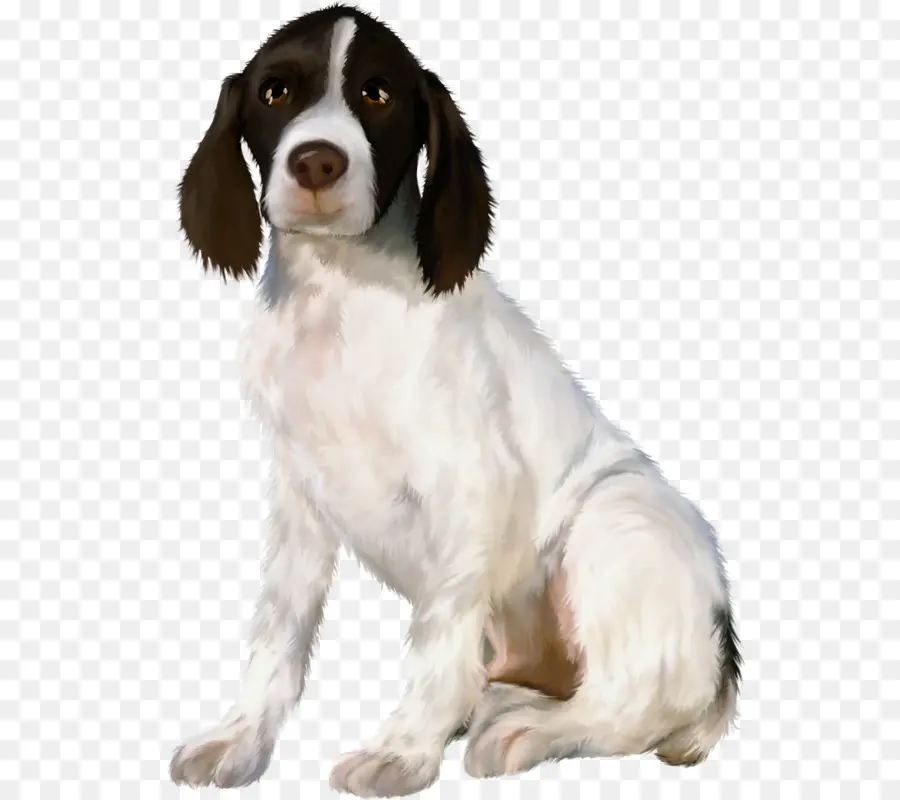 Drentse Patrijshond，Galli Springer Spaniel PNG