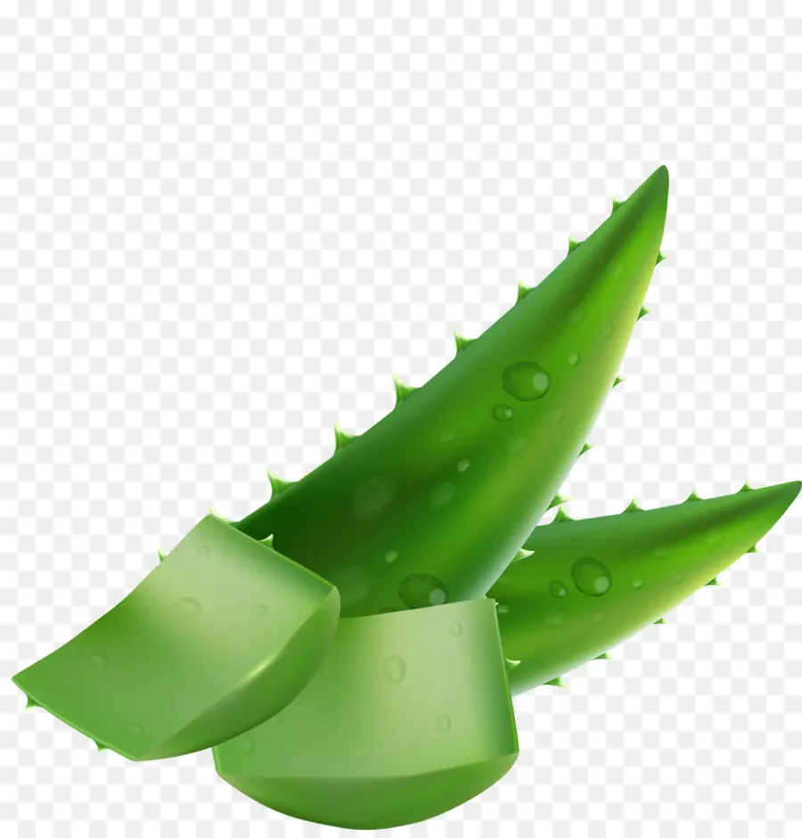 Aloe Vera，Yeşil PNG