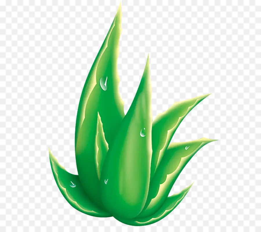 Aloe Vera，Yeşil PNG