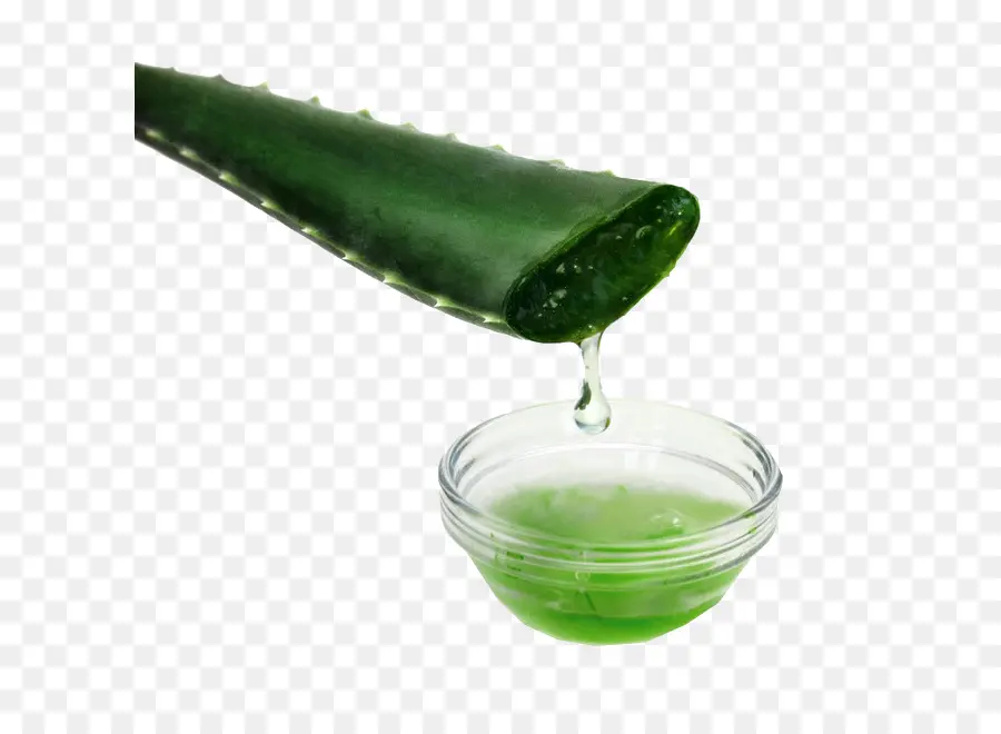 Aloe Vera，Aloe PNG