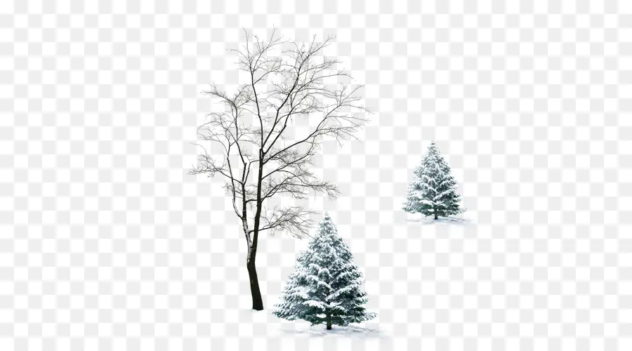 Kış，Ağaç PNG