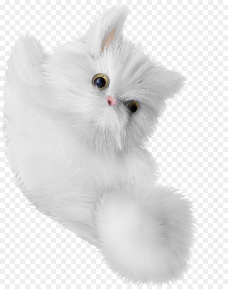 Türk Angora，Kedi PNG