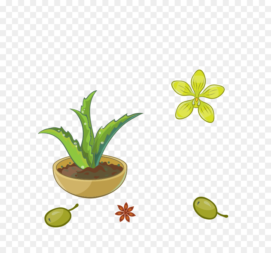 Aloe Vera Bitkisi，Aloe PNG