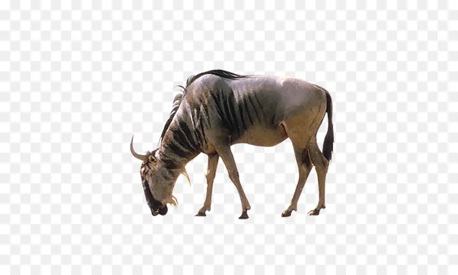 Gnu，Antilop PNG