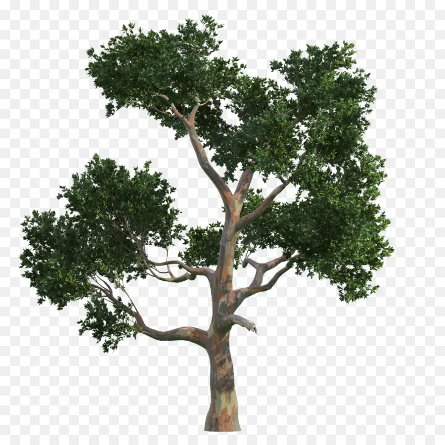 Ağaç，ücretsiz PNG