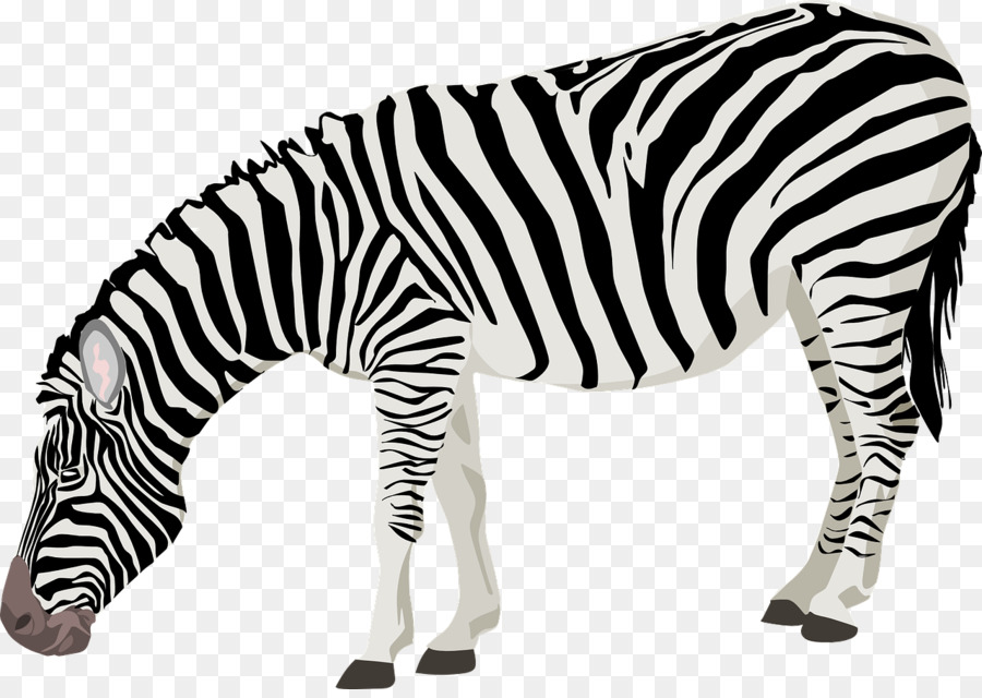 Zebra，Yaban Hayatı PNG