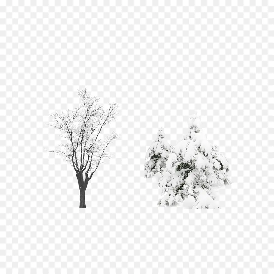 Kar，Ağaç PNG