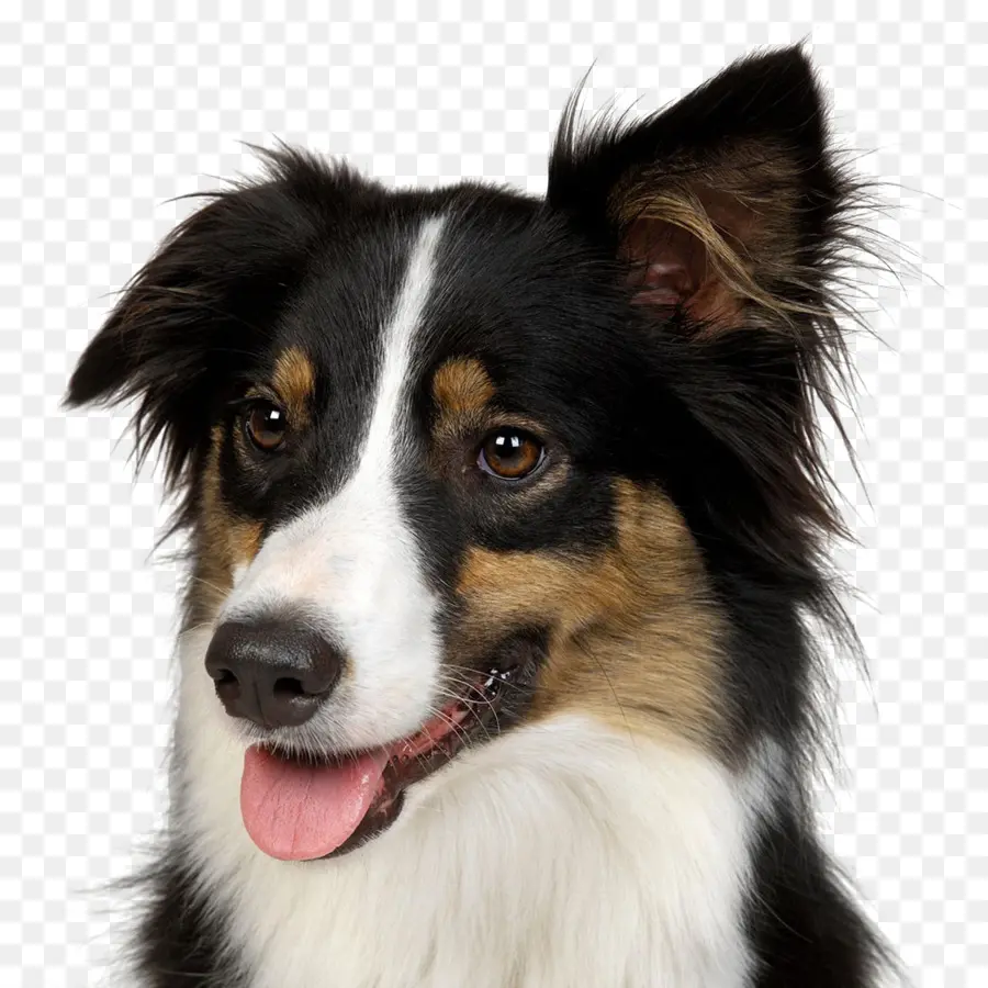 Köpek，Evcil Hayvan PNG