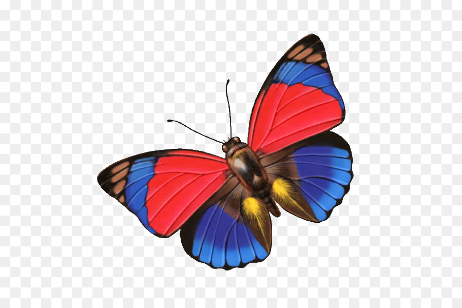 Kelebek，Monarch Kelebek PNG