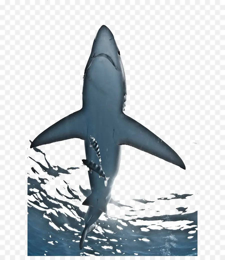 Büyük Beyaz Köpekbalığı，Muhammed Boz PNG