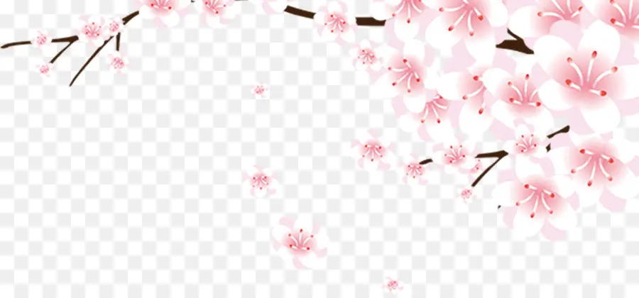 Kiraz çiçeği，Indir PNG