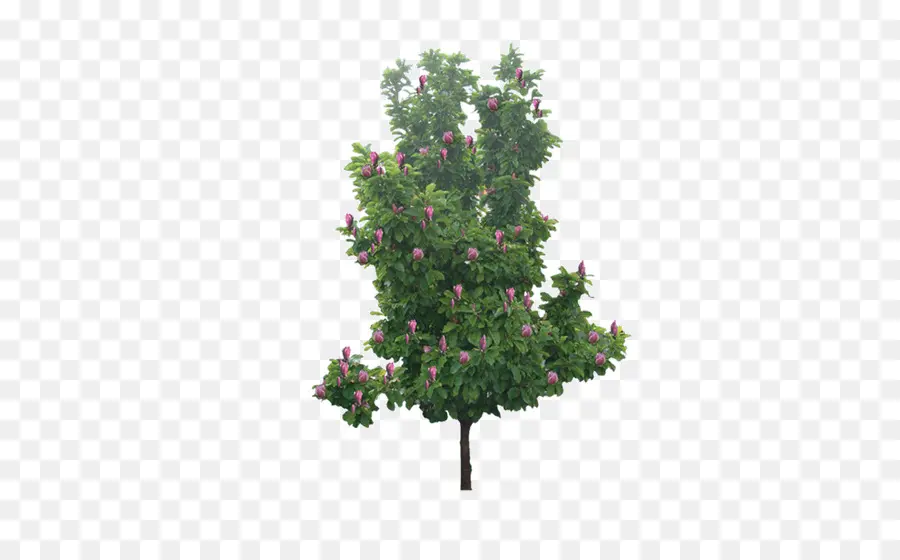 Ağaç，Çalı PNG