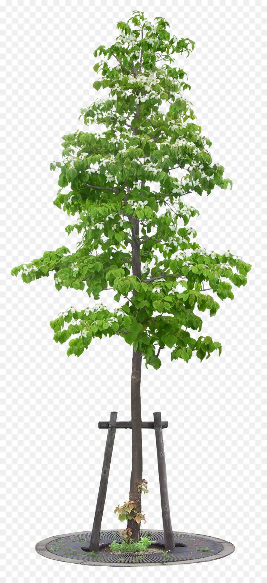 Ağaç，Resim PNG