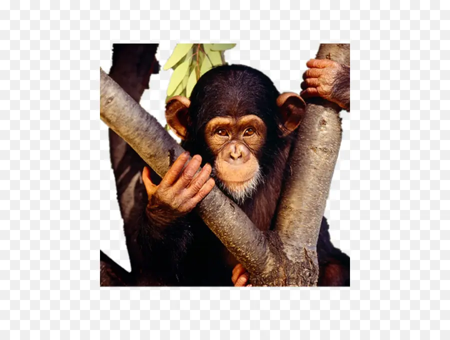 şempanze，Bebek Maymun PNG