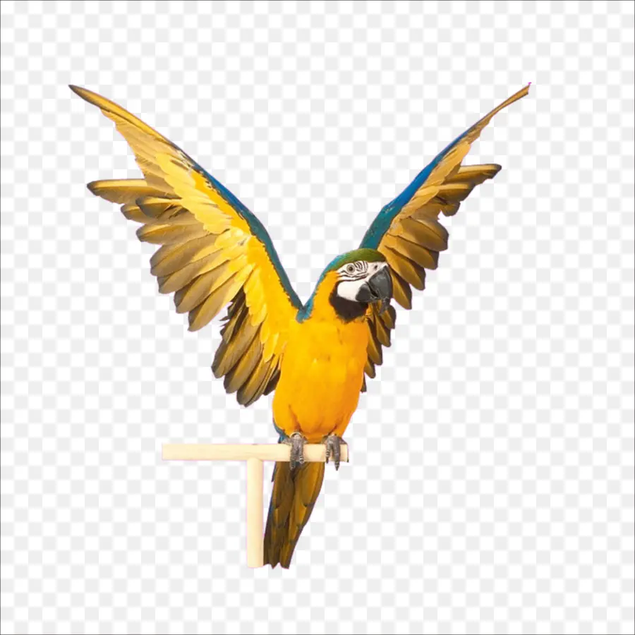 Kuş，Sultan Papağanının PNG