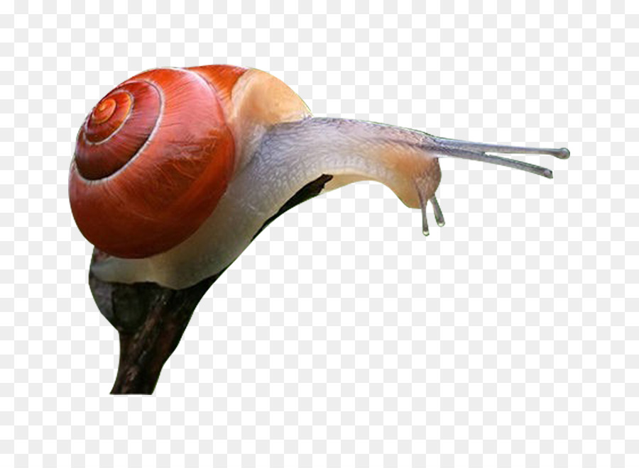 Salyangoz，Ortogastropoda PNG