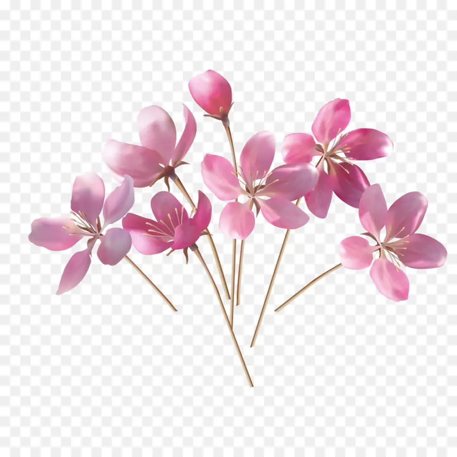 Laquila，çiçek PNG