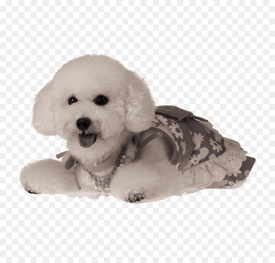 Beyaz Köpek，Köpek PNG