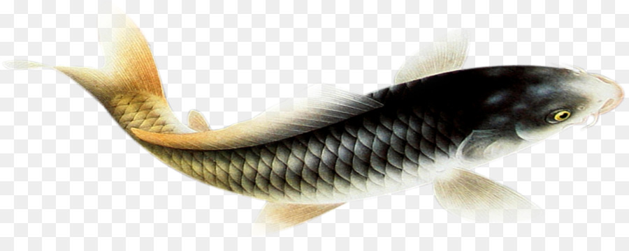 Fauna，Balık PNG