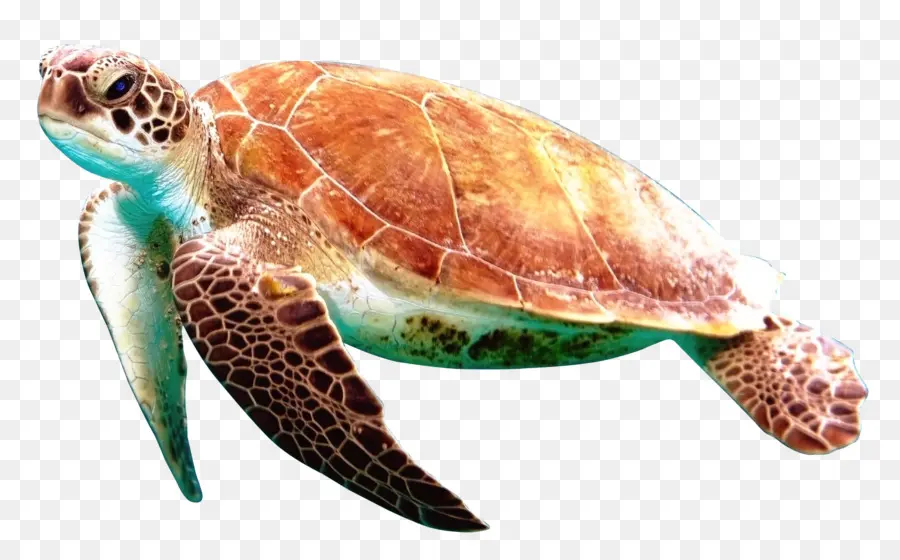 Kaplumbağa，Kutusu Kaplumbağa PNG