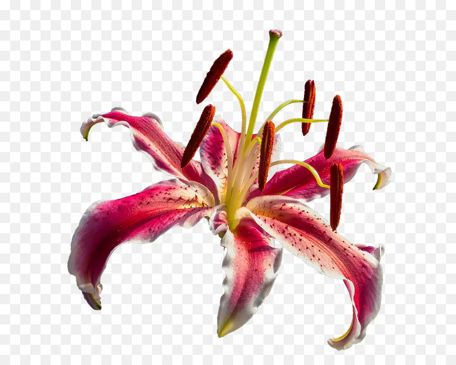çiçek，Pixabay PNG