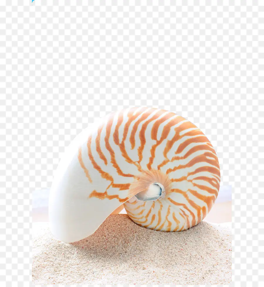 Nautilus Kabuğu，Deniz Kabuğu PNG