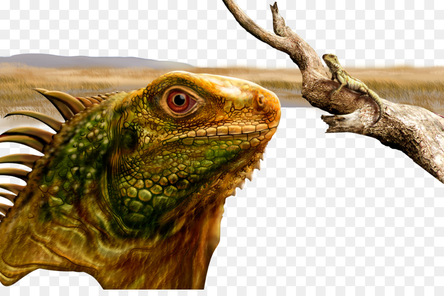 Iguana，Kertenkele PNG