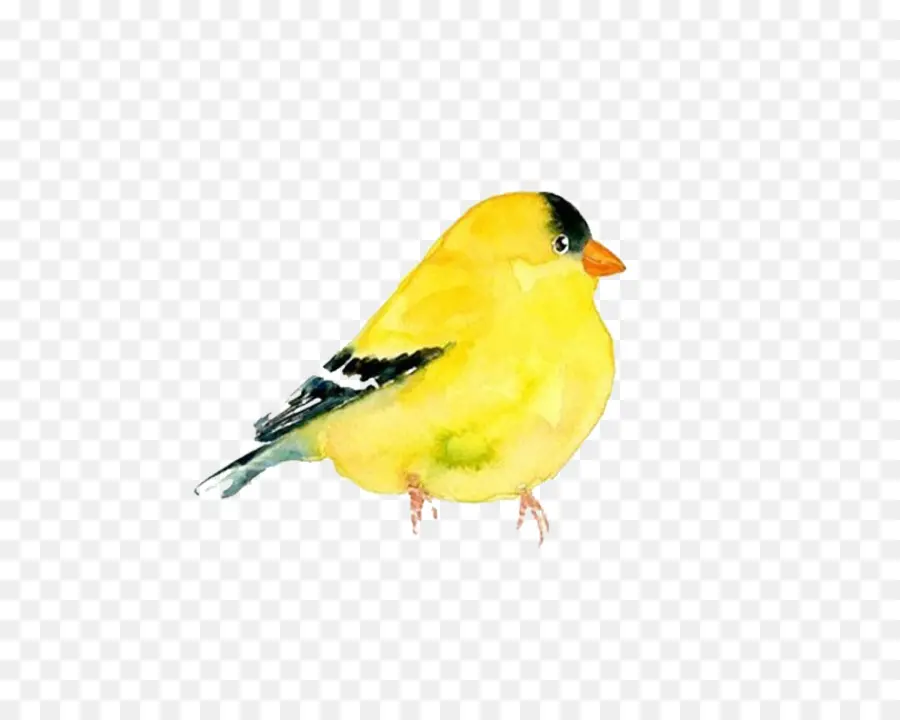 Goldfinch，Yurt Içi Kanarya PNG