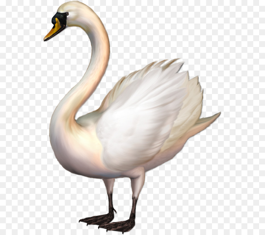 Whooper Swan，Kuş PNG