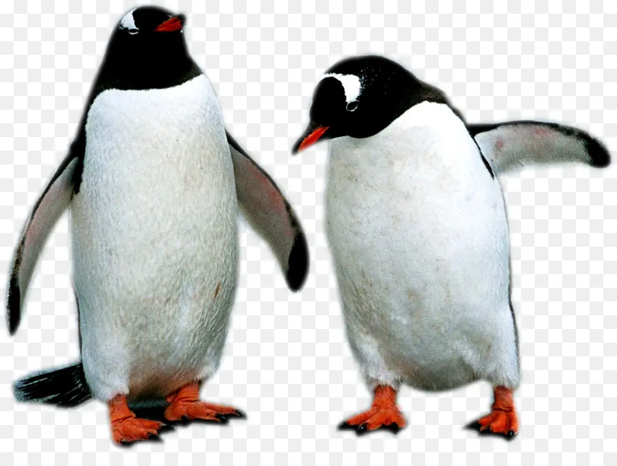 Penguenler，Kuşlar PNG