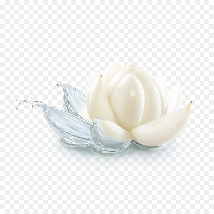 Beyaz Lotus，Su PNG