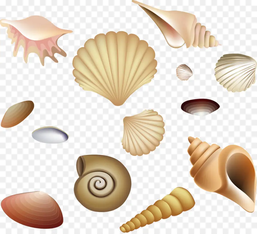 Plaj，Caracol PNG