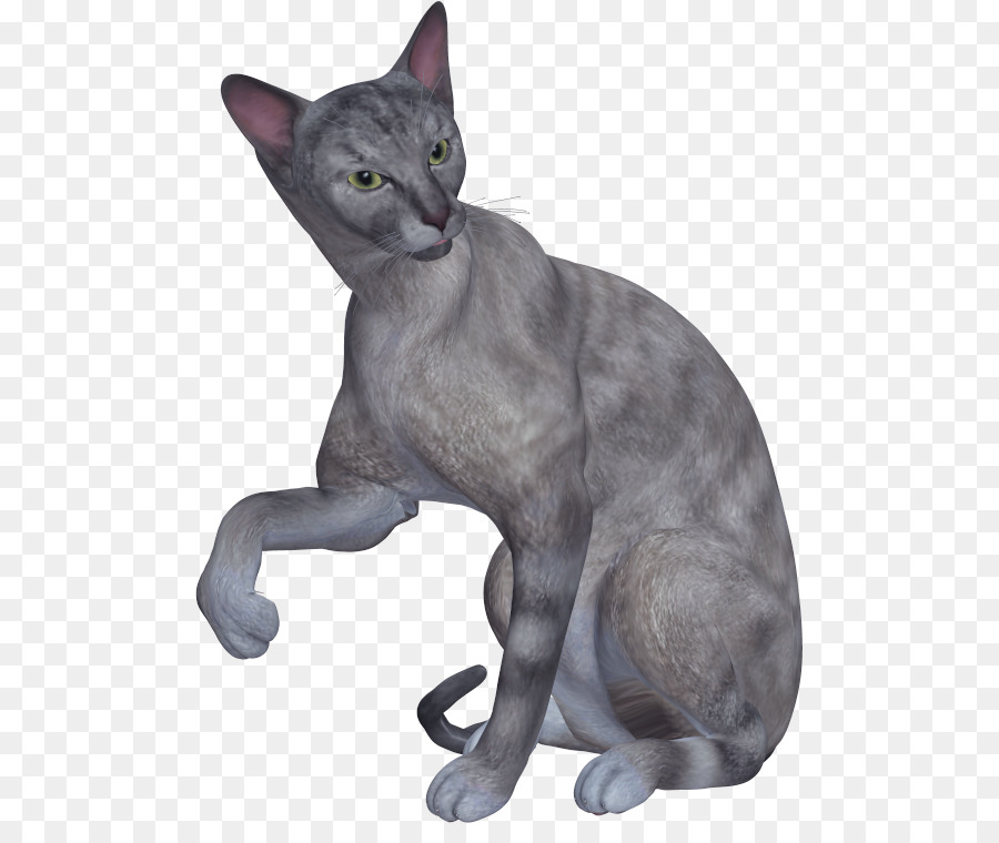 Gri Kedi，Evcil Hayvan PNG