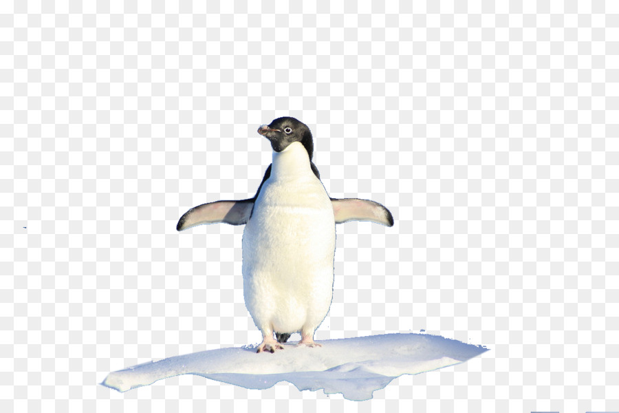 Penguen，8 Iphone PNG