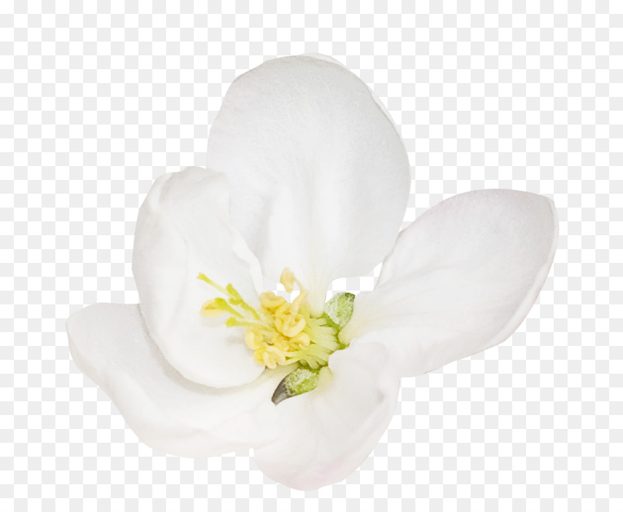 Yaprağı，çiçekli Bitki PNG